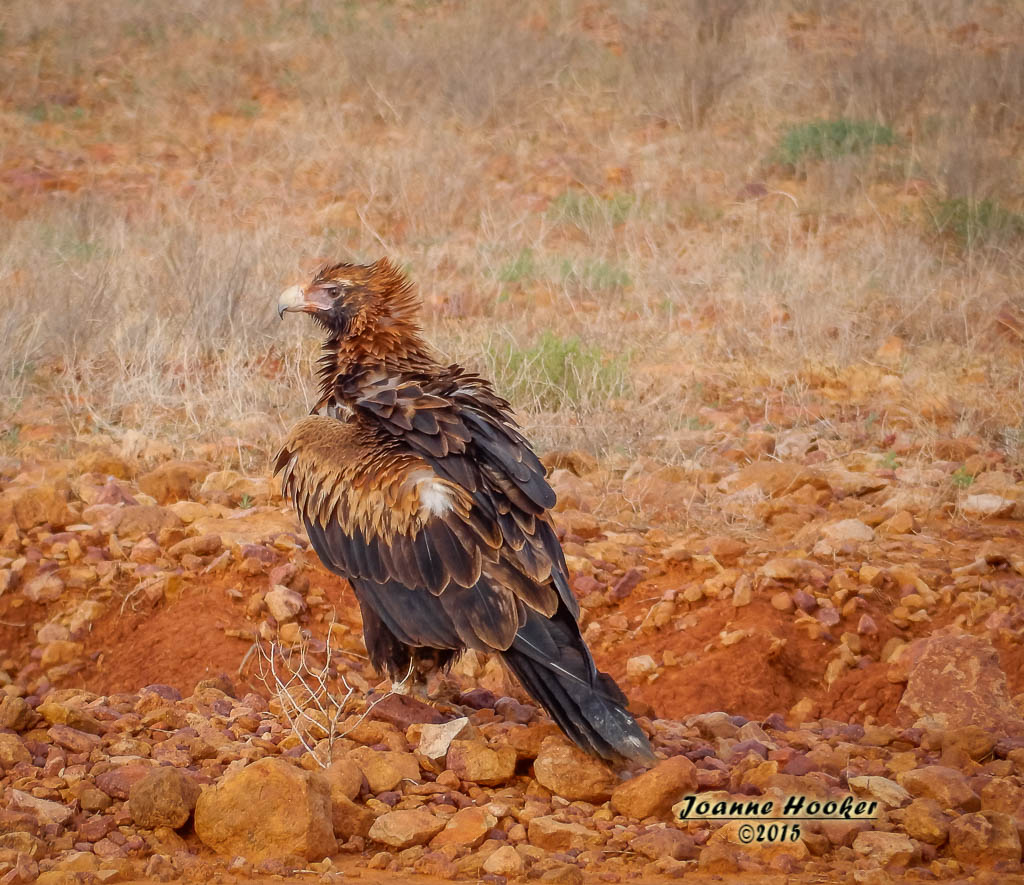 Wedge Tailed Eagle
